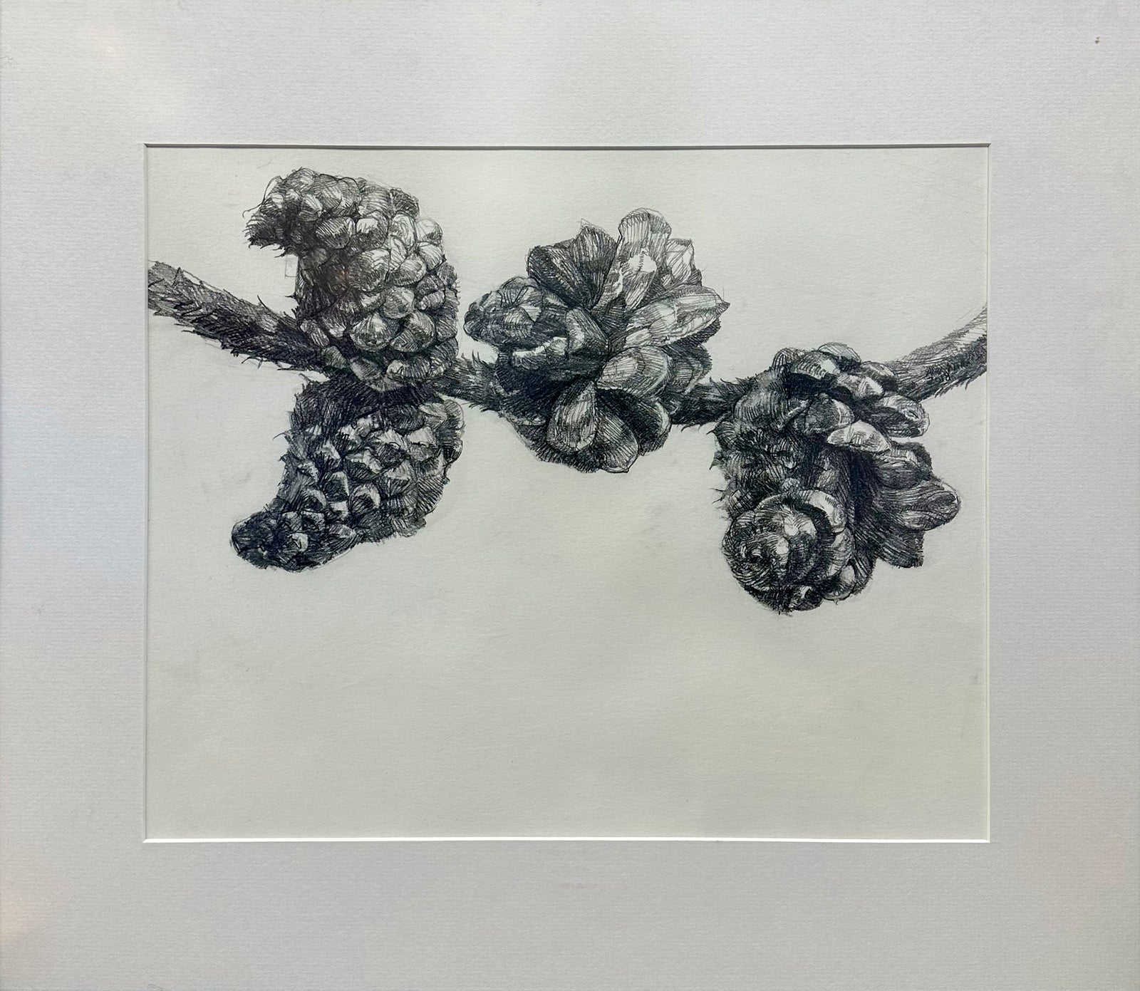 Alex Walton - Drawing - Lodgepole Pine (Pinus contorta)