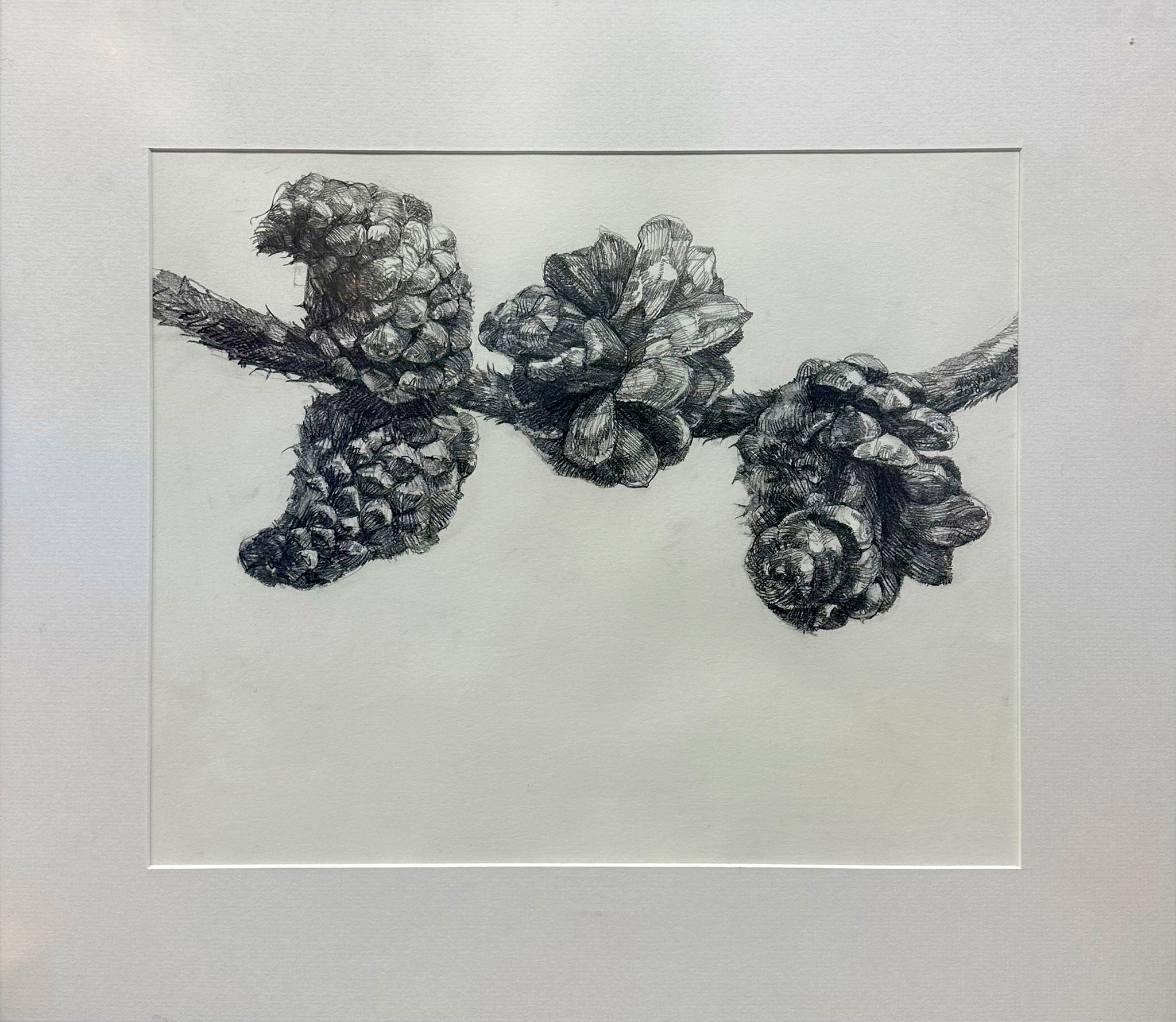 Alex Walton - Drawing - Lodgepole Pine (Pinus contorta)