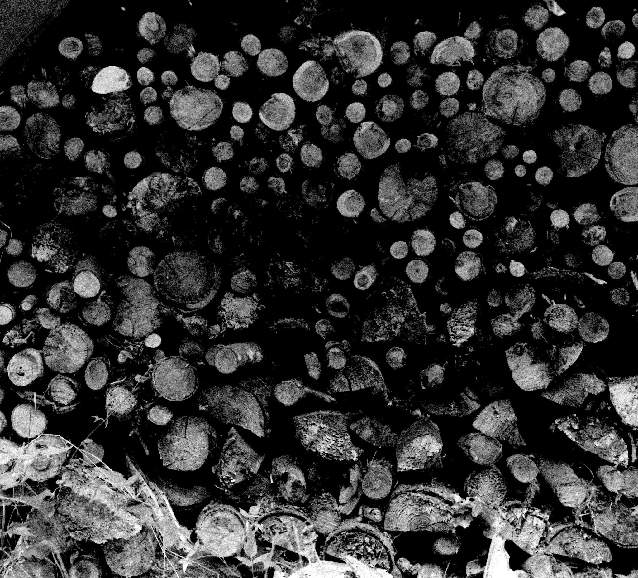 Photography |Black & White Film Photography Basics Workshop| Melinda Goetjen | Nov 29, Dec 6 and Dec 13, 2025 | 10am - 12pm