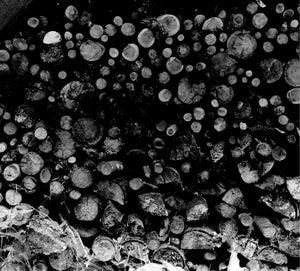 Photography |Black & White Film Photography Basics Workshop| Melinda Goetjen | Nov 29, Dec 6 and Dec 13, 2025 | 10am - 12pm