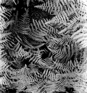 Photography |Black & White Film Photography Basics Workshop| Melinda Goetjen | Nov 29, Dec 6 and Dec 13, 2025 | 10am - 12pm