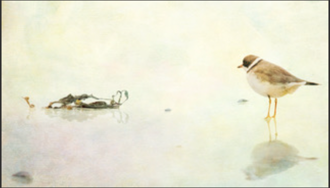 Amy Baxter - limited edition print - reflections of a plover...