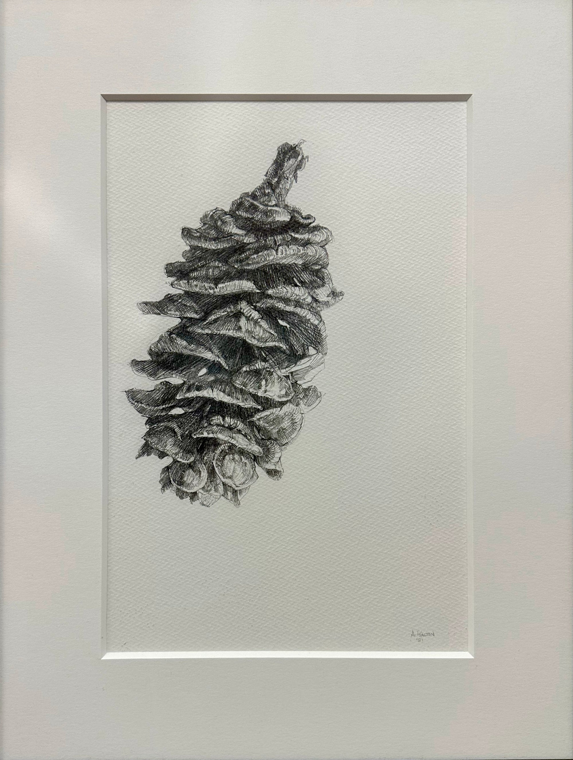Alex Walton - Drawing - Umbrella Pine (Sciadopitys verticillata)