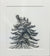 Alex Walton - Drawing - Western White Pine II(Pinus monticola)