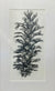 Alex Walton - Drawing - Western White Pine (Pinus monticola)