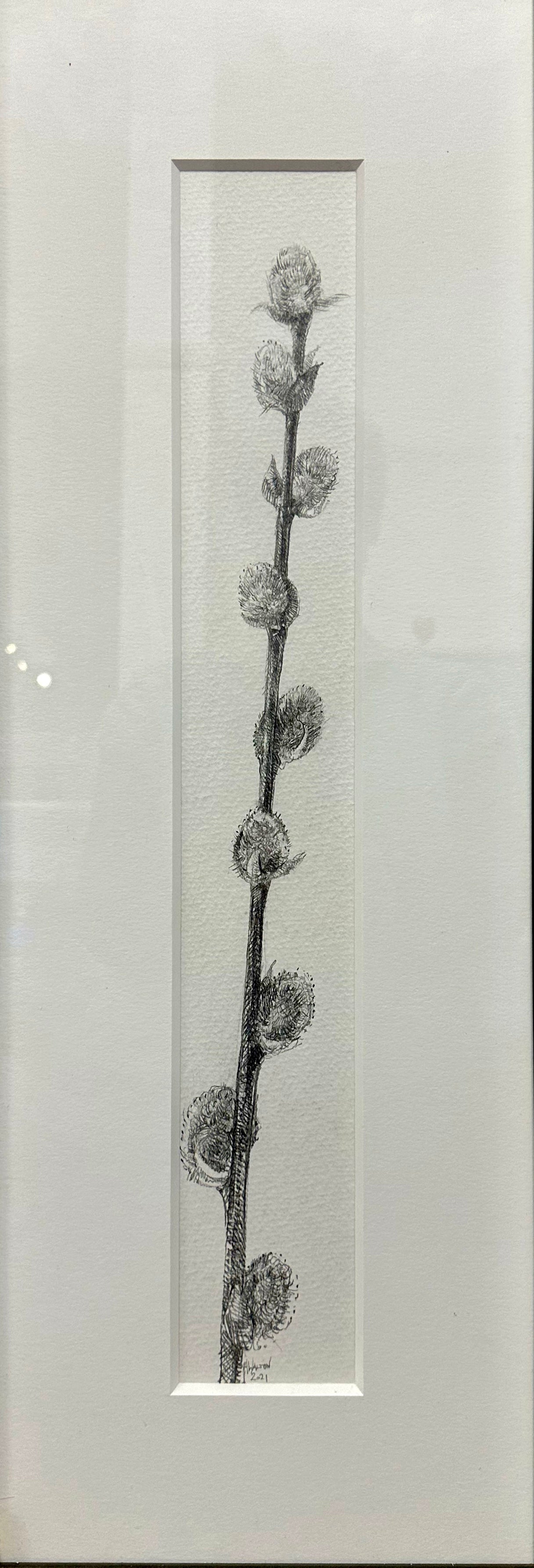 Alex Walton - Drawing - Willow (Salix sp.)