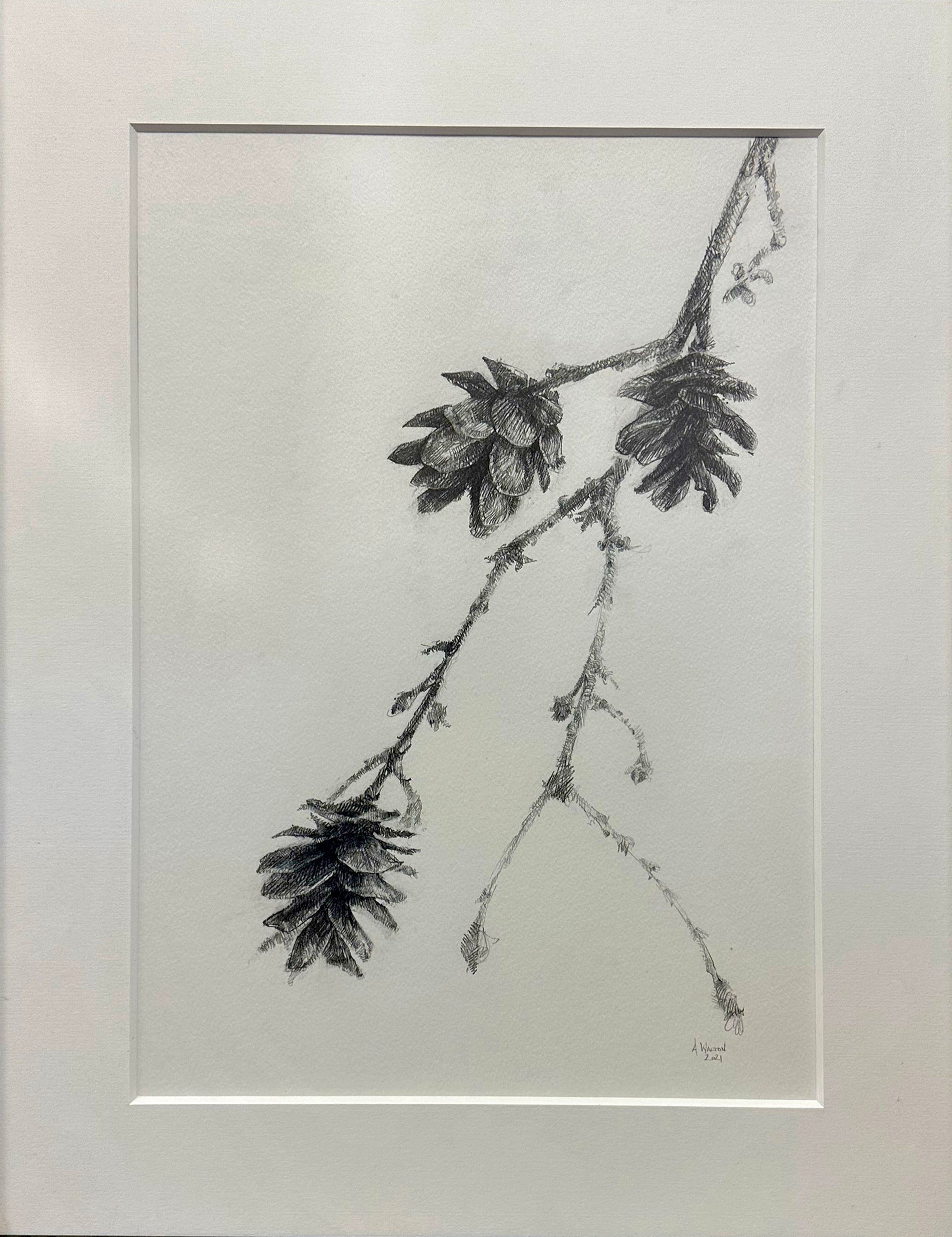 Alex Walton - Drawing - Western Hemlock (Tsuga heterophylla)
