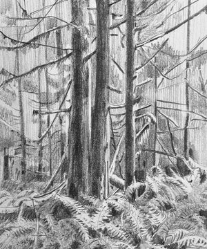 Drawing Trees | Catherine Trembath | July 11, 2026 | 10am - 1pm