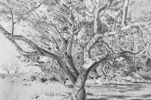 Drawing Trees | Catherine Trembath | July 11, 2026 | 10am - 1pm