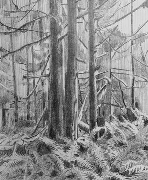 Introduction to Drawing | Catherine Trembath | Sept 22, 29, Oct 6, 13, 20, 27 Nov 3, 10, 2026 | 9:30AM - 12PM