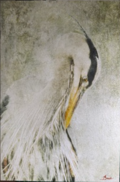 Amy Baxter - cross my heart...(Great Blue Heron Preening)
