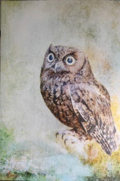 Amy Baxter - truth be told...(Western Screech Owl)