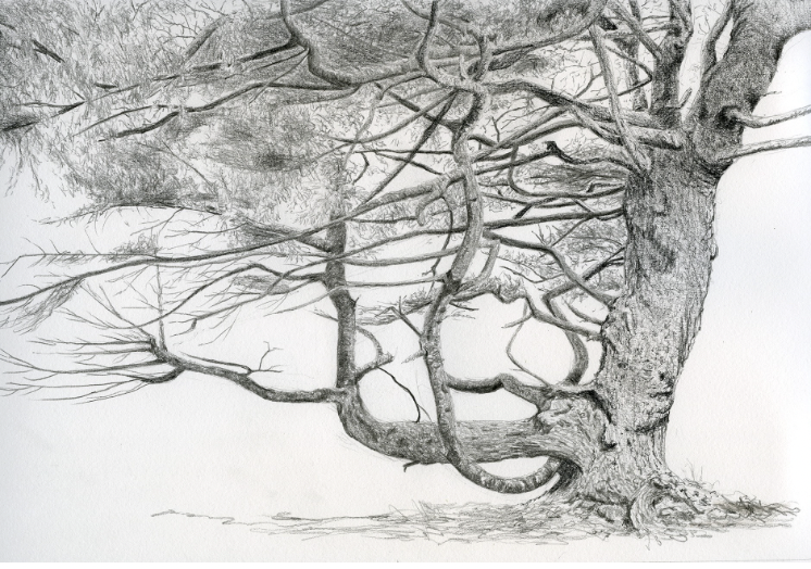 David Ballantyne - Graphite on Paper - Coastal Tree