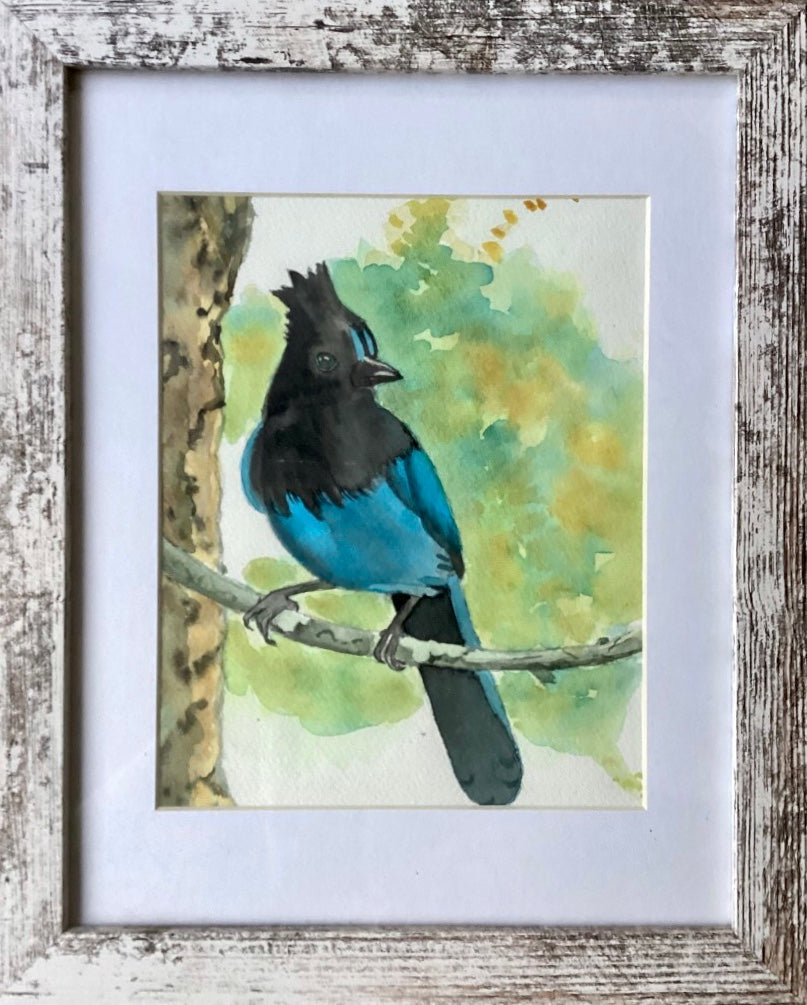 Tina Phillips - painting - Stellar Jay