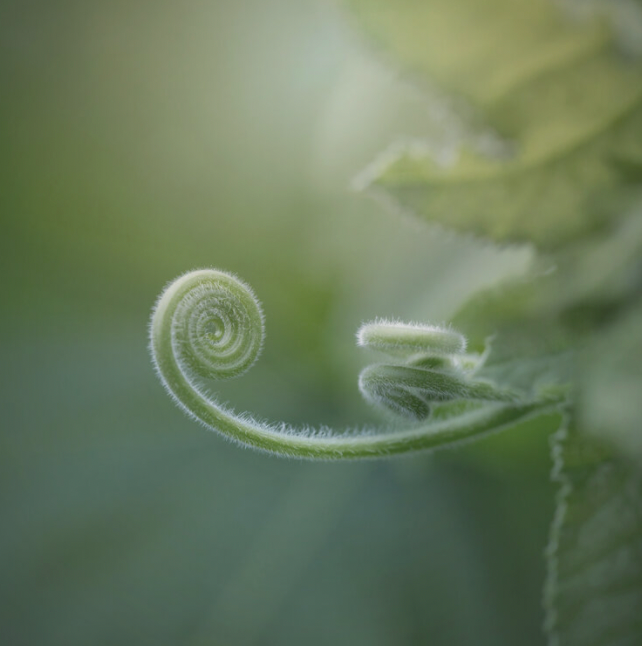 Jaime Brandel - Photography - Amid the Vines