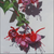 Susan Haigh - Painting - Fuchsia Shadows