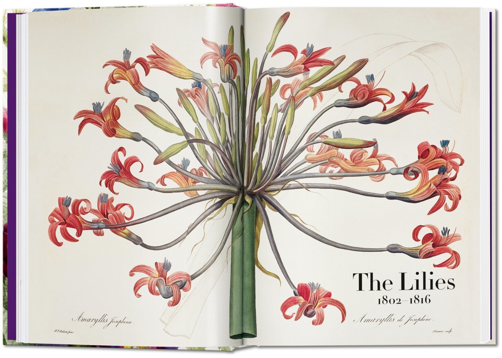 TASCHEN BOOKS - Redouté. The Book of Flowers - 45th Anniversary Edition